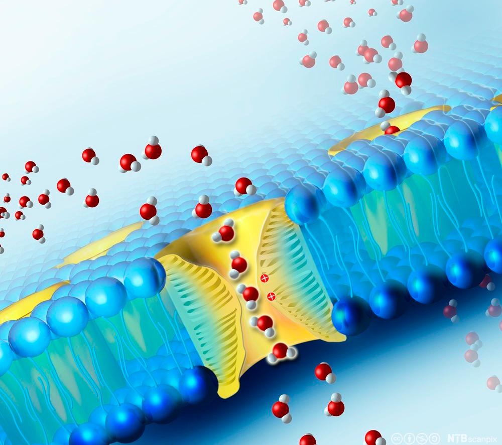 Tegning av proteinkanal som slipper gjennom vannmolekyler i en cellemembran. Illustrasjon.