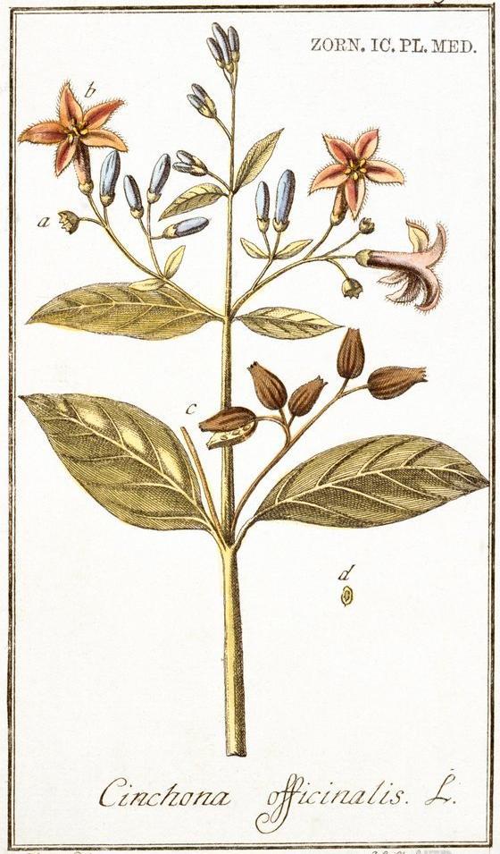Kininplante. Planten har lang stilk, blader, rosa blomster og blå avlange bær. Illustrasjon. 