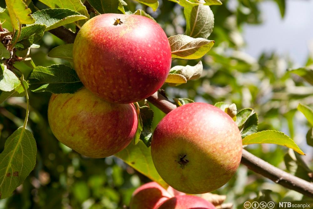 Epler på epletre. Foto.