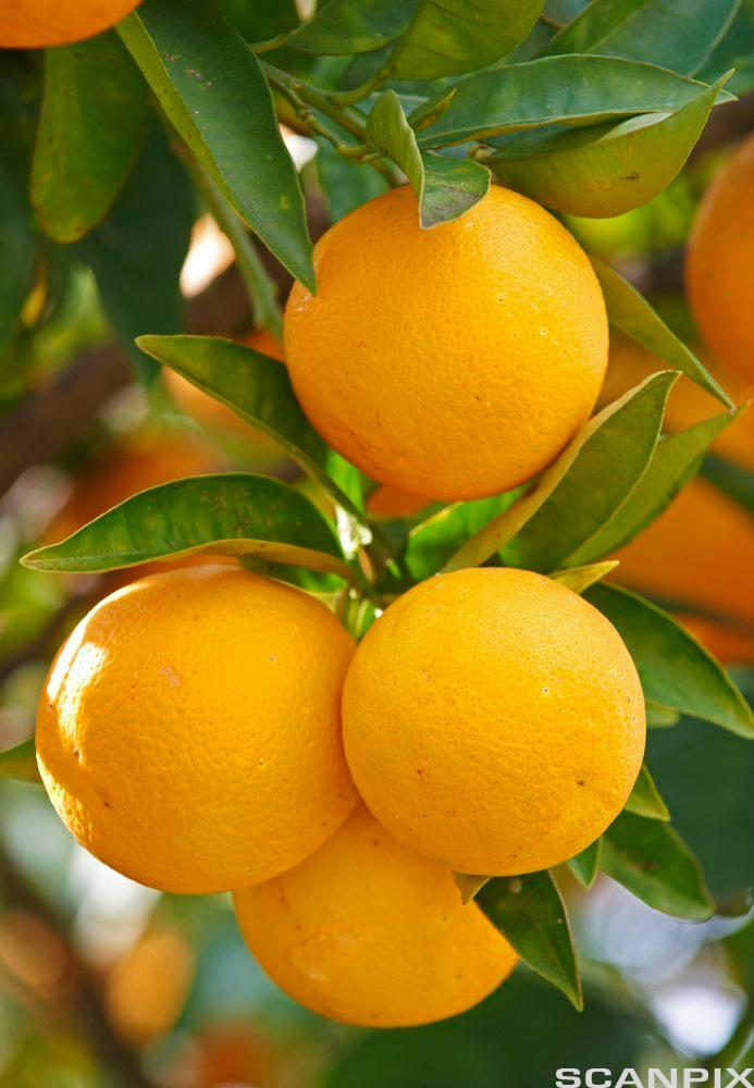 Appelsintre