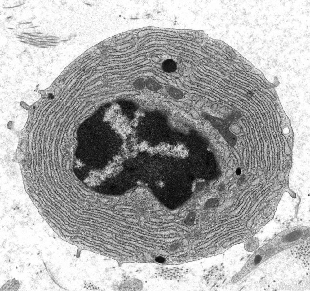 Celle med tydelige membraner sett i mikroskop. Foto.