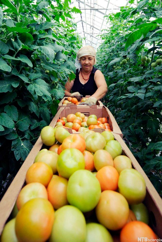 Tomato Harvest. Photo.