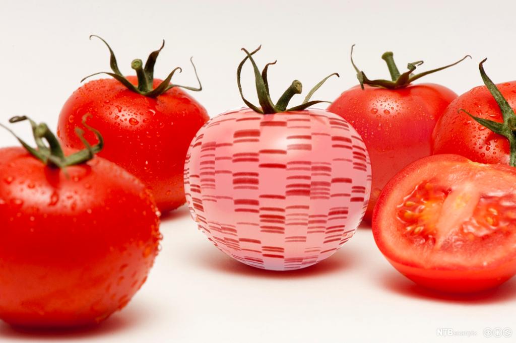 Seks røde tomater hvor én av dem har påtrykt dna-profil. Foto.