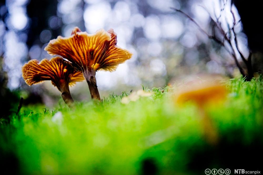 En traktkantarell i skogen. Foto.