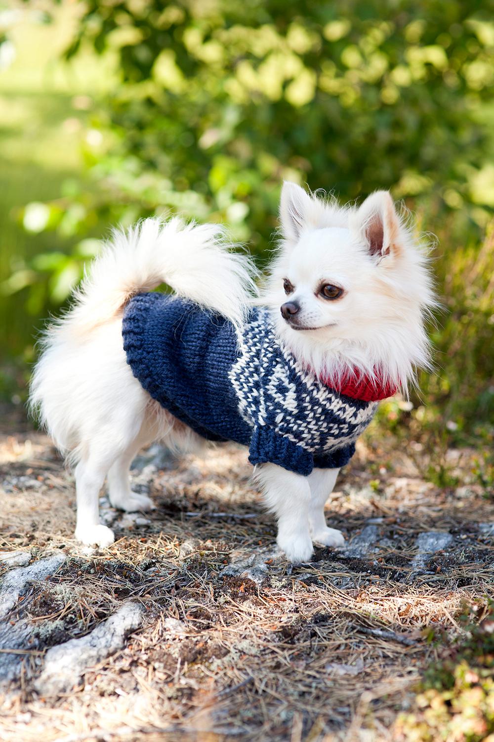 Hund med strikket genser