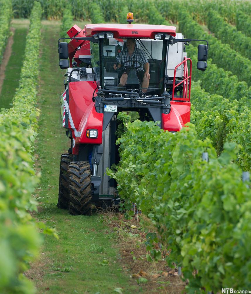 Innhausting av druer med traktor. Foto.