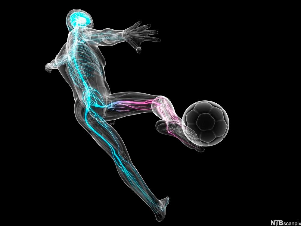 Tegnet gjennomsiktig fotballspiller med nervesystem synlig. Illustrasjon.