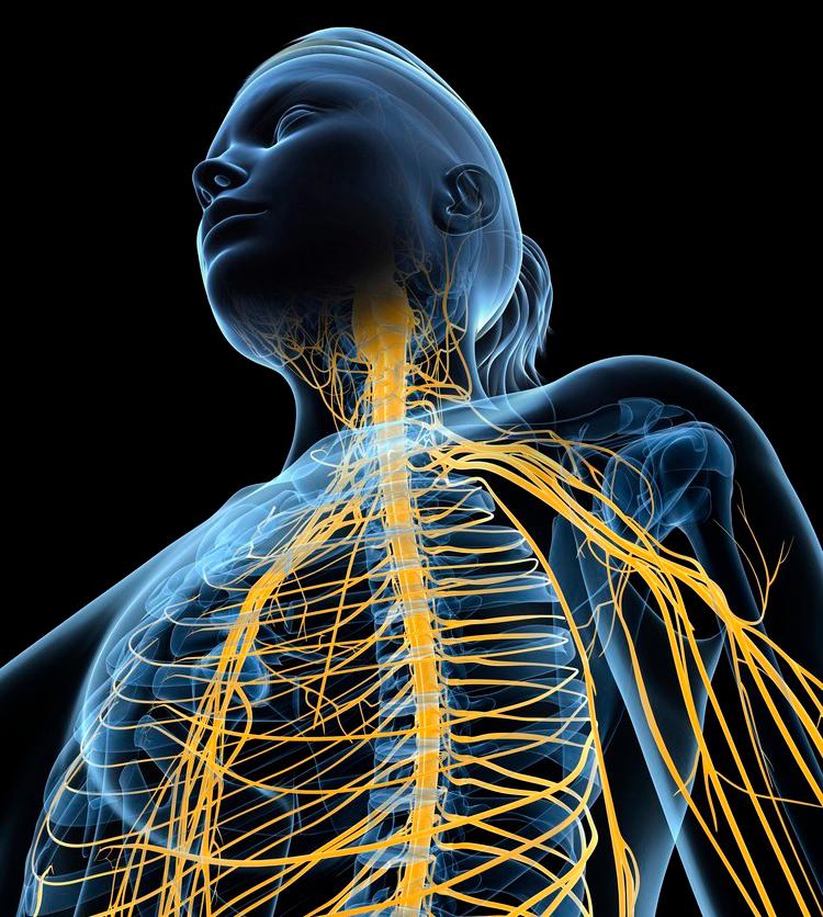 Tegnet kvinne, overkropp med nervesystem.