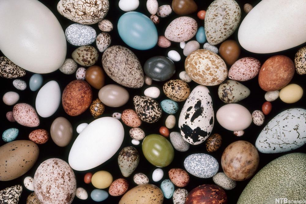 Foto av egg med ulike farger og mønstre