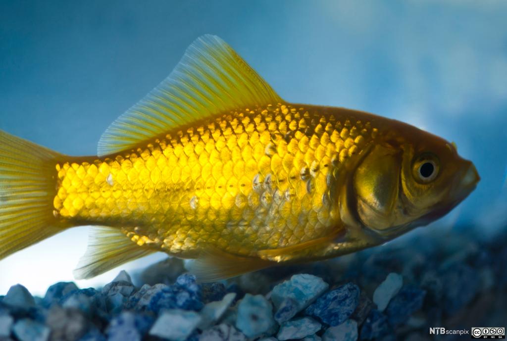Gullfisk i akvarium. Foto.