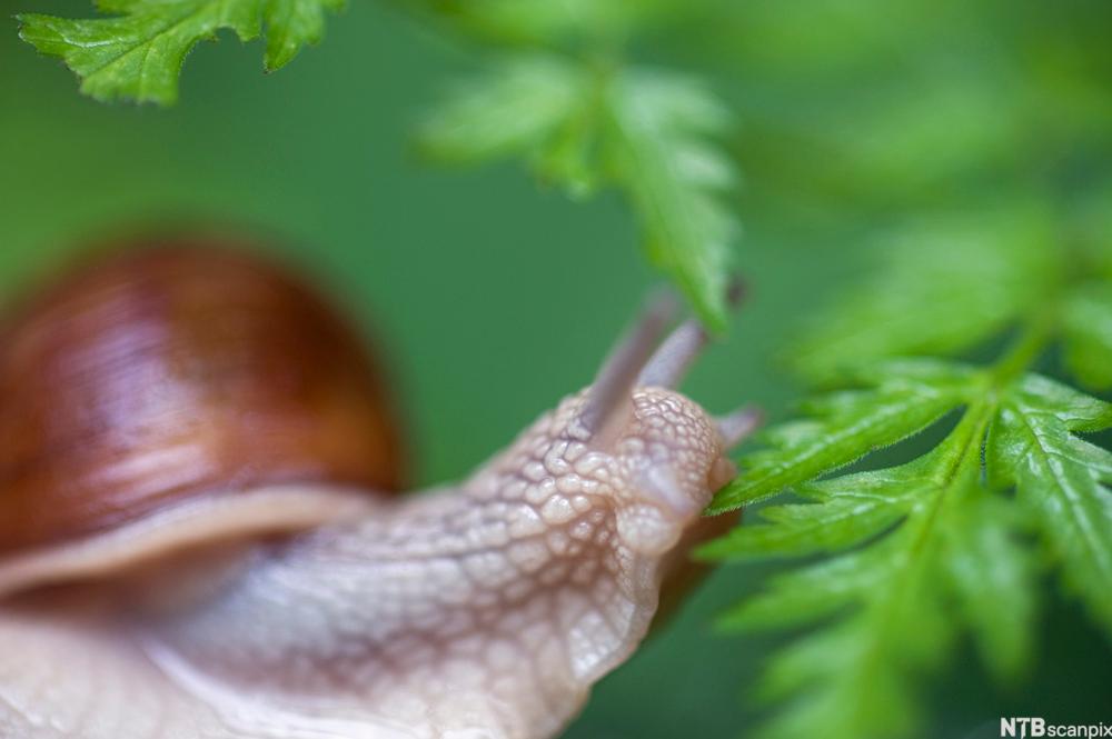 Close-up of a Burgundy snail. Photo.