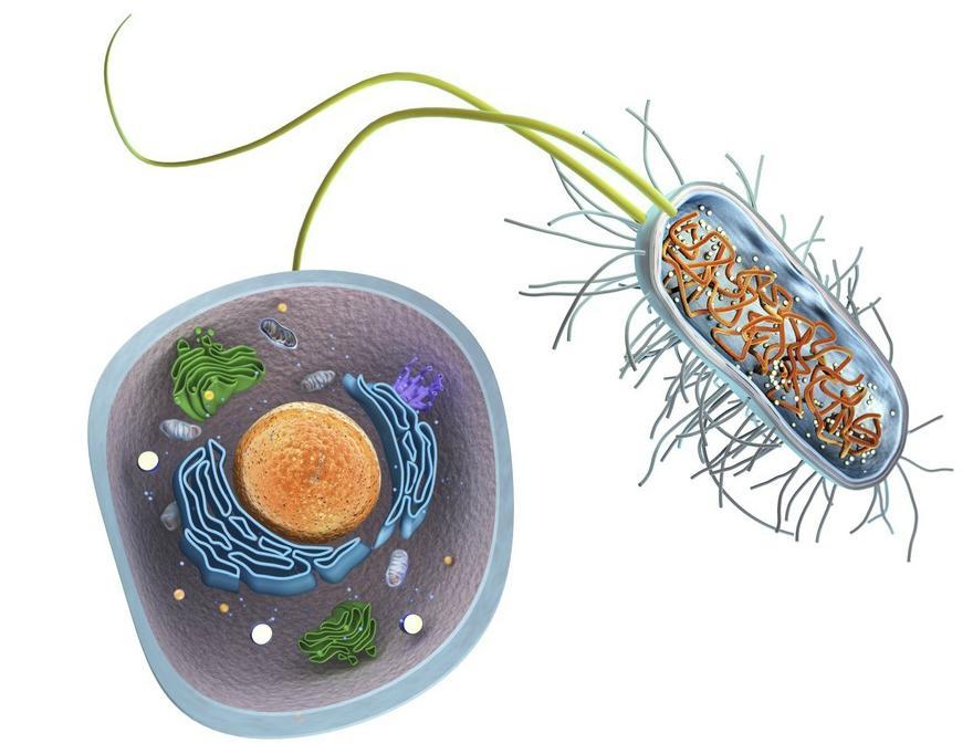 Eukaryot celle med cellekjerne og flere organeller ved siden av en enkel prokaryot celle med få indre strukturer og uten cellekjerne. Illustrasjon.