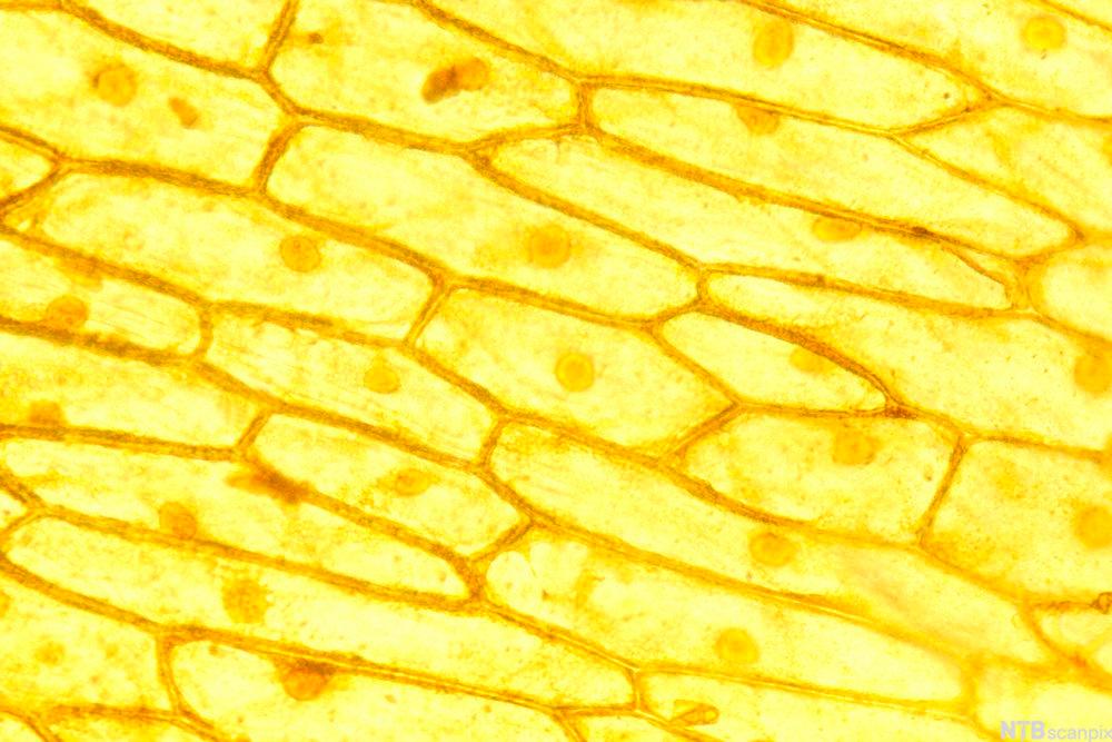 Mikroskopbilde som viser løkceller som danner tett vev.