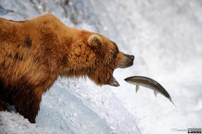 Grizzlybjørn fanger en laks. Foto.