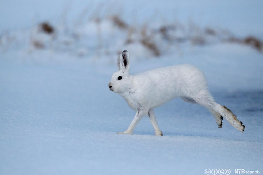 Hare i hvit vinterdrakt. Foto.