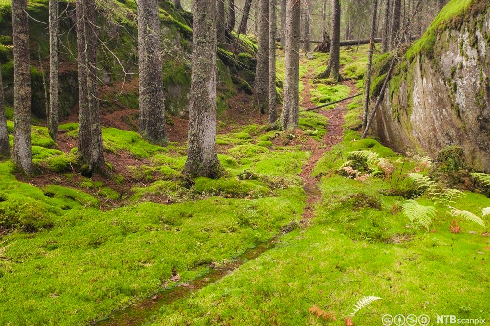 En smal sti går forbi mosegrodde trær i en skog. Foto.