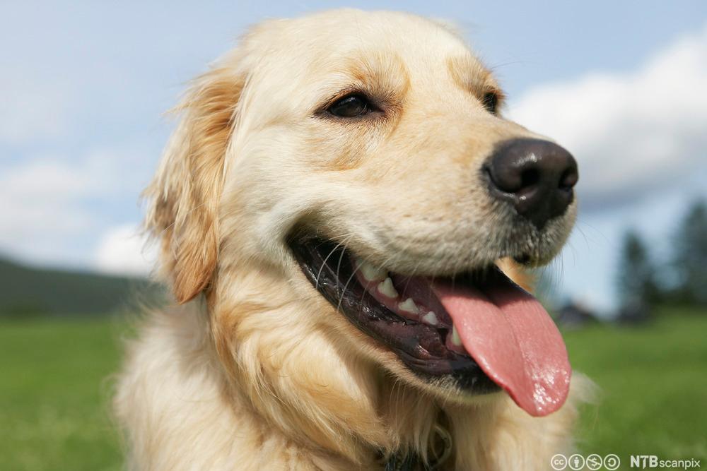 Nærbilde av en hund. Foto.