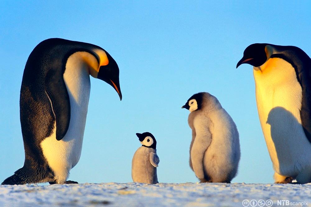 To voksne keiserpingviner med to små pingvinunger mellom seg. Foto.