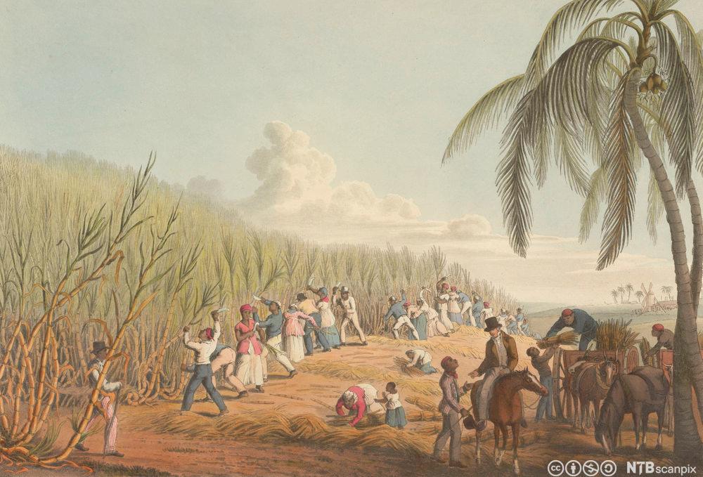 Innfødte arbeidere hugger og laster sukkerrør i vogner mens en hvit mann sitter på en hest i forkant av bildet. Illustrasjon.