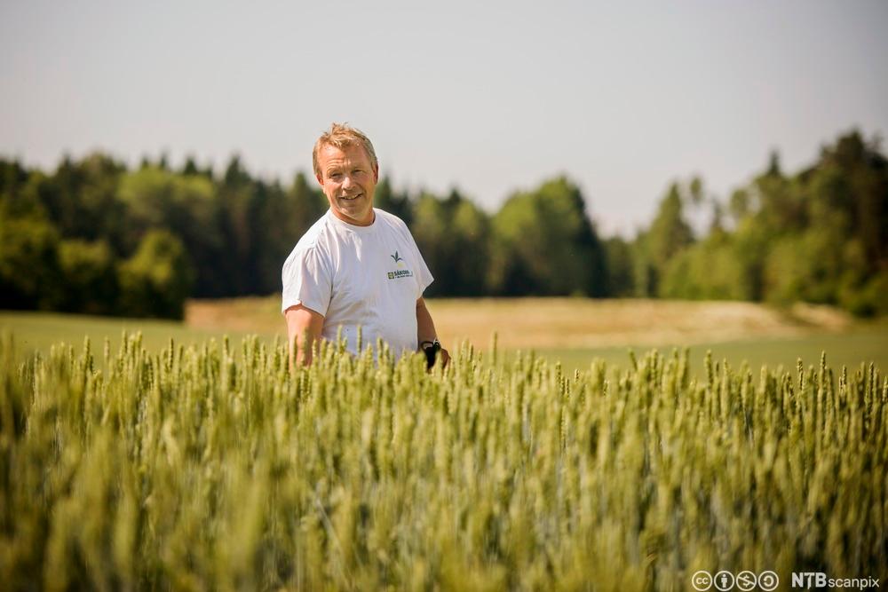 Bonde i ein kveiteåker. Foto