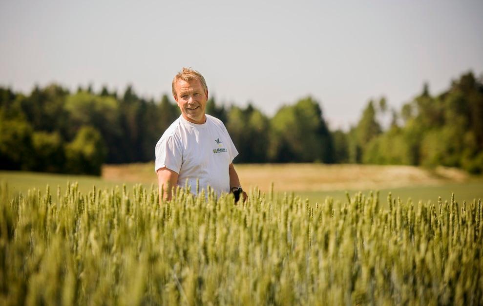 A farmer is standing in the middle of a wheat field. Photo.