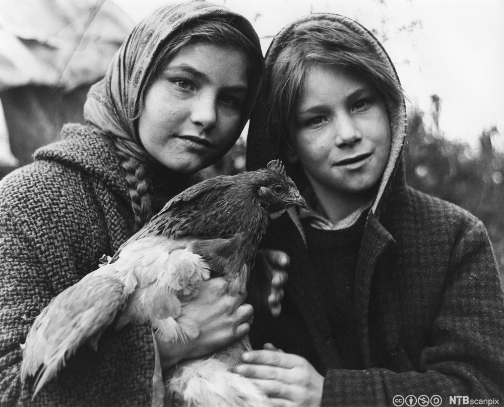 To søsken fra en romanifamilie i Surrey i England i 1964. Gutt og jente. En av dem holder en høne i hendene. Foto.