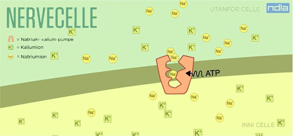 Illustrasjon som viser tverrsnitt av cellemembran med protein som transporterer natrium og kalium gjennom membranen