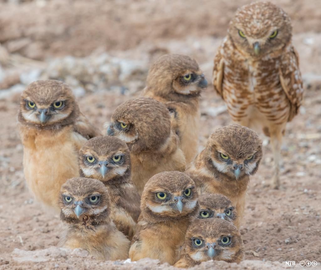 Photo: We see a group of 10 owls. It seems to be one adult owl, and 9 owlets. 