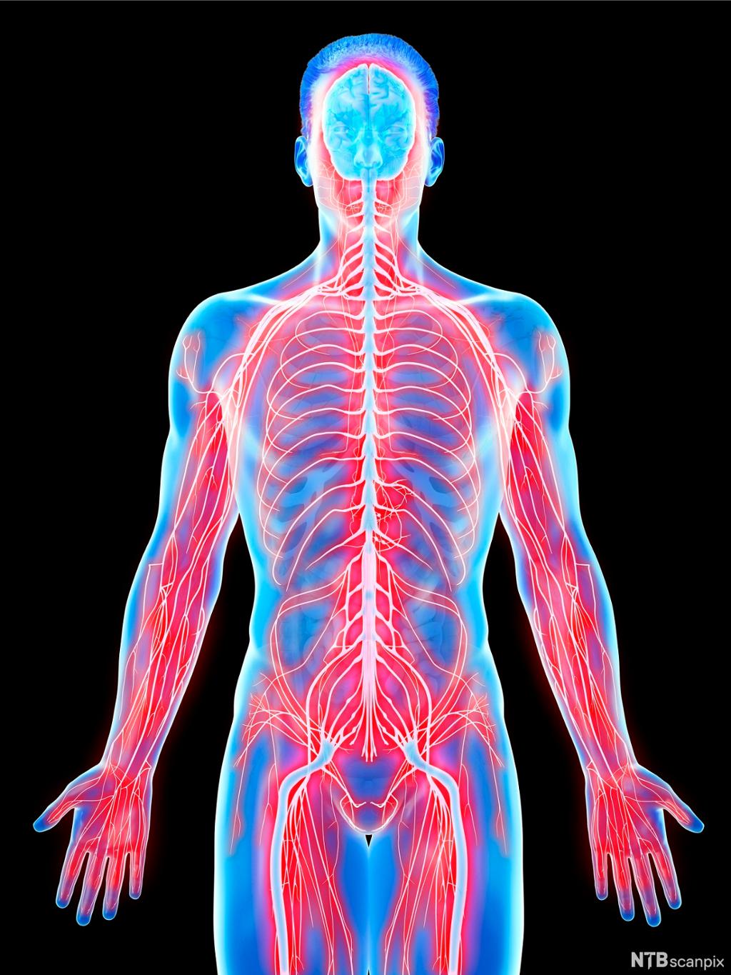 Illustrasjon av kropp med synlig nervesystem
