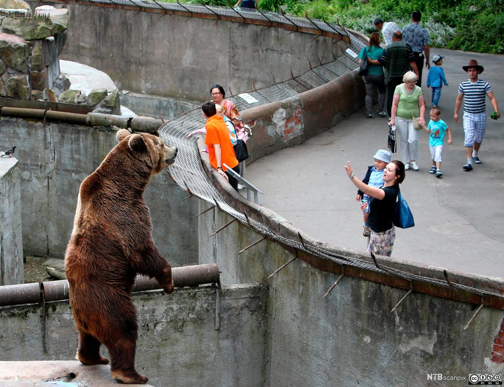Besøkende ser på en bjørn som står på to ben i en dyrehage. Foto.
