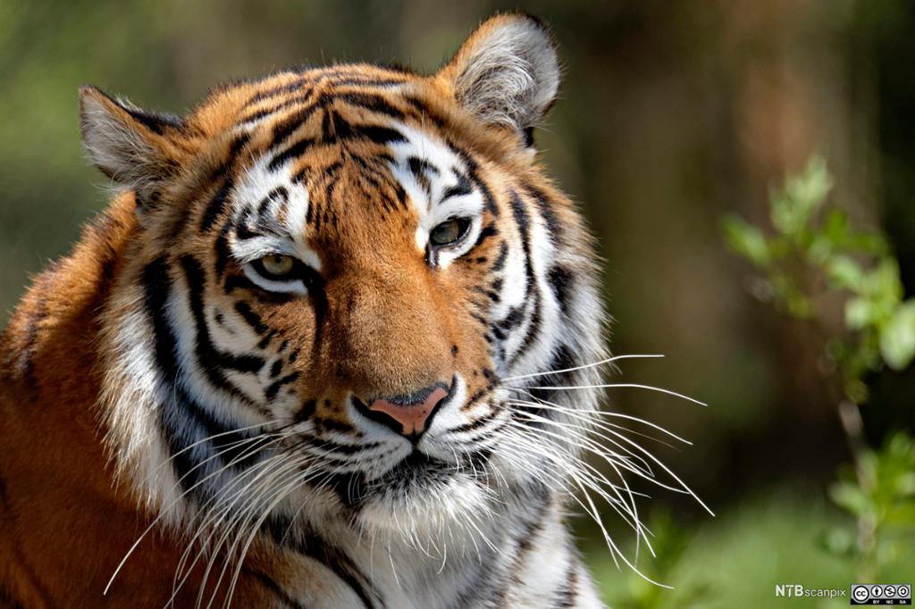 Indisk tiger i en dyrehage. Foto.