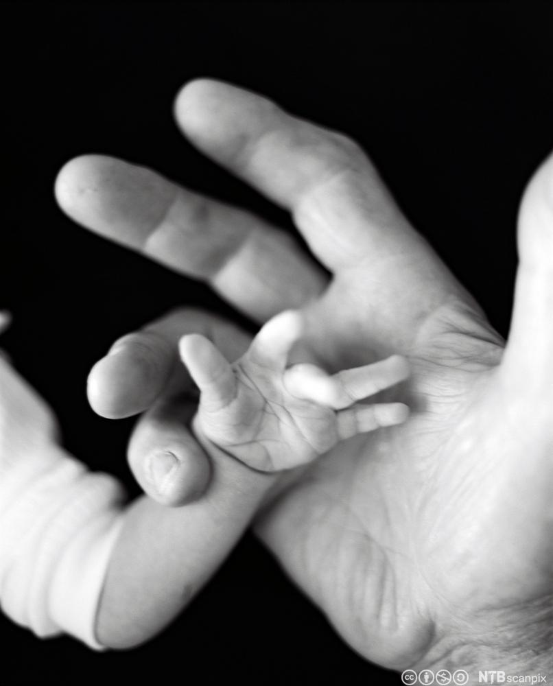 En stor hånd som holder en liten babyhånd. Fotografi.