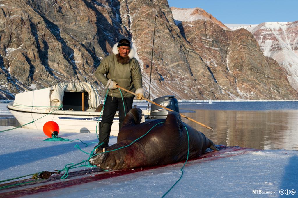 En inuittjeger drar en valross på land.