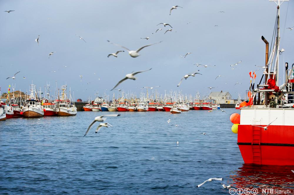 Mange fiskebåter i havn og måker som flyr rundt. Foto.