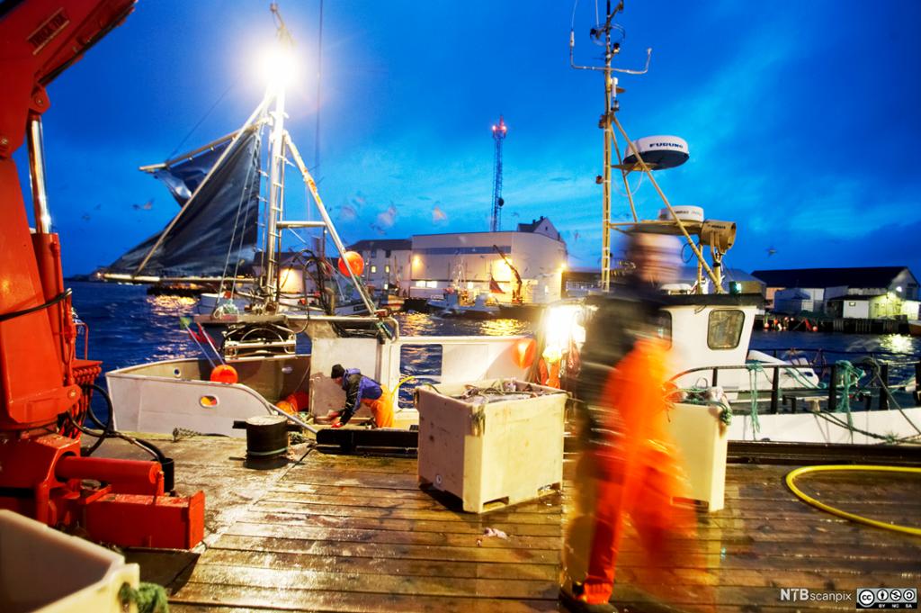 Lossing av fiskefangst i havna på Røst. Foto.