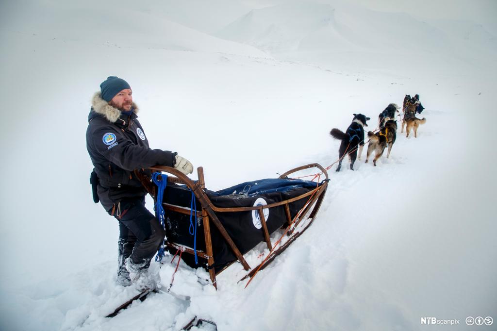 Svalbard guide og hundefører Robert Nilsen i opplevelsesselskapet Svalbard Husky, med sitt hundespann. Foto.