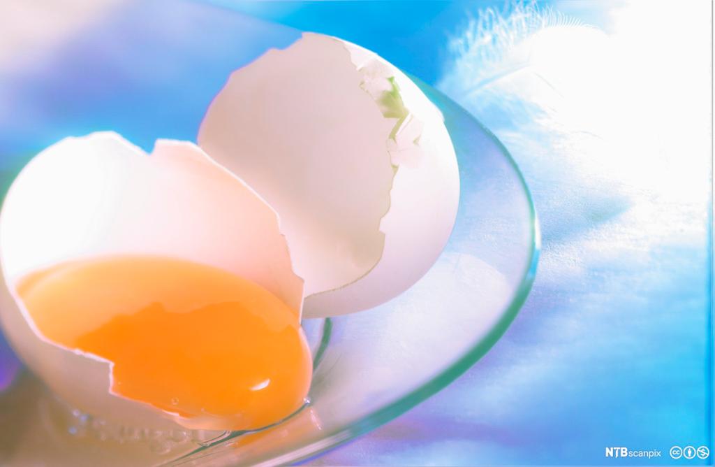 Knust egg med eggeplomme og eggehvite. Foto.