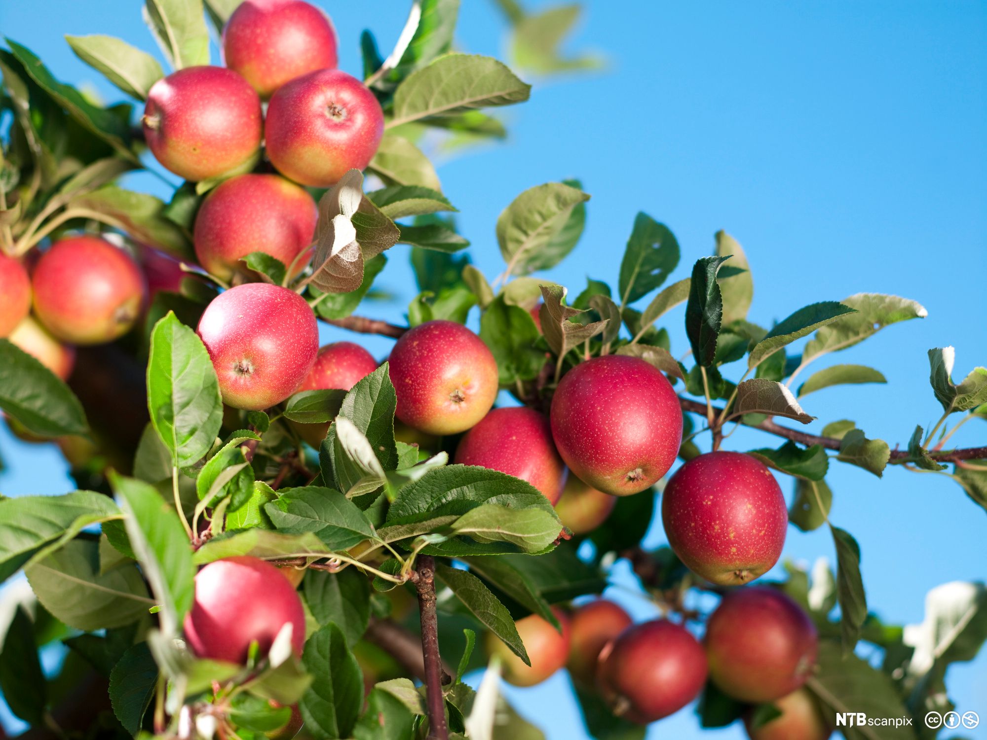 Analyser En Reklamefilm Norsk SF Vg1 NDLA
