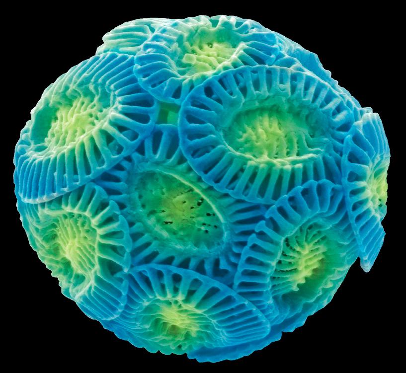 Elektronmkroskopbilde av Coccolithus planteplankton. Foto.