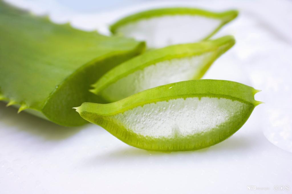 Overskåret stilk fra aloe vera-plante. Foto.