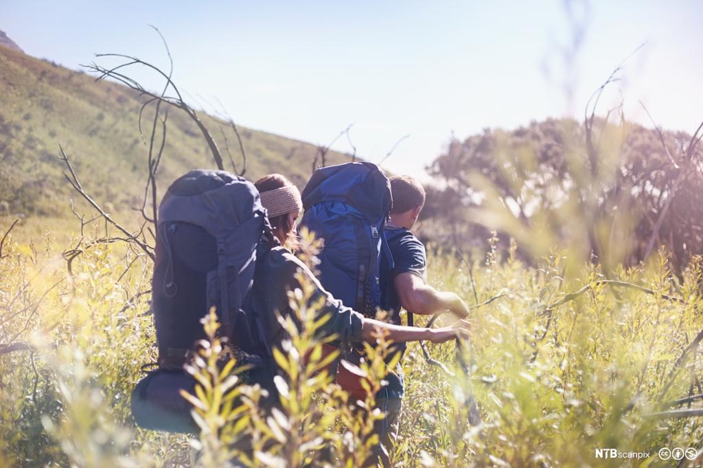 Young couple with backpacks hiking in sunny tall grass field. Photo.