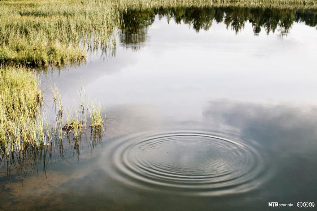 Ringar i vatn i eit tjern. Foto.