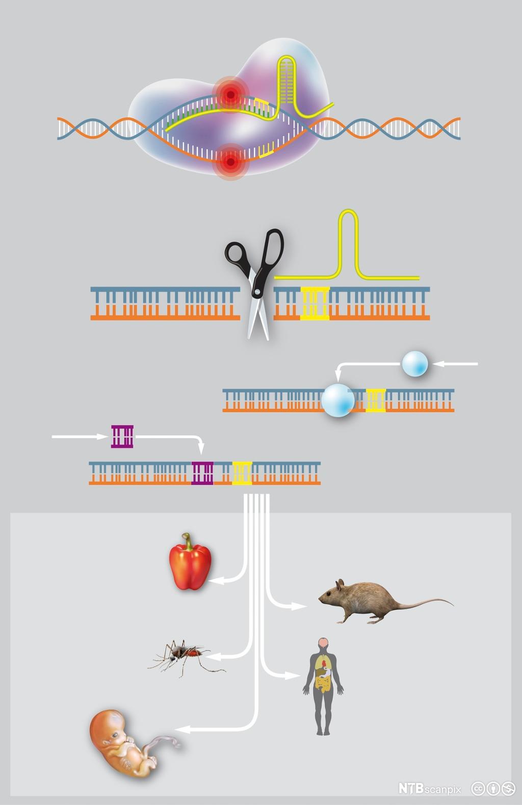 Plansje som viser hvordan CRISPR-teknologien blir brukt til genredigering. Illustrasjon.