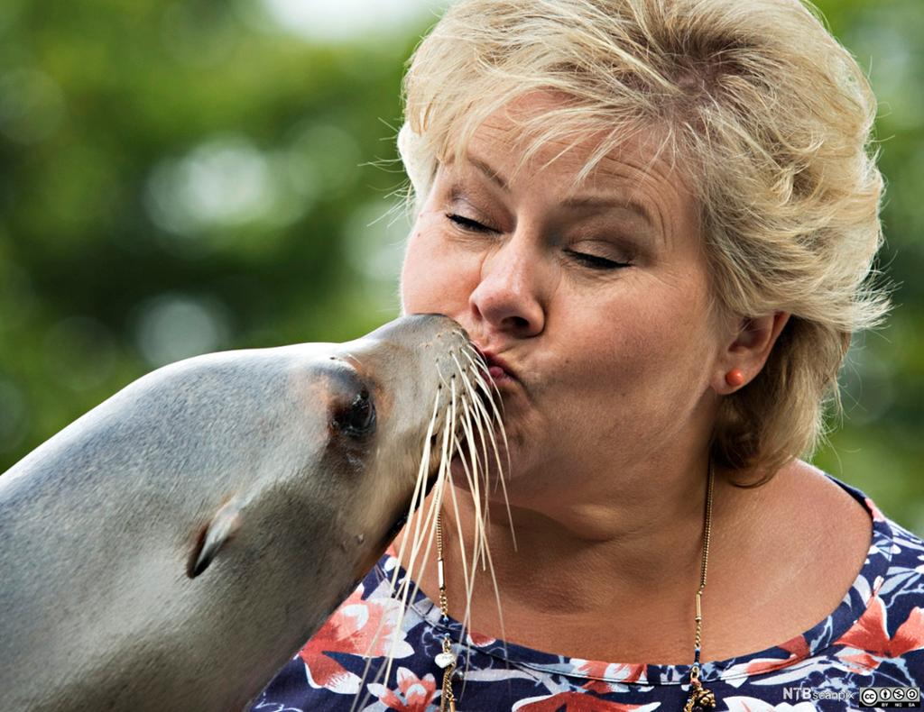 En sjøløve kysser Erna Solberg på munnen. Foto.