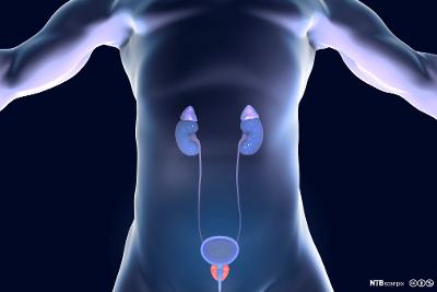 Mannlige urinveier med prostatakjertler. illustrasjon.