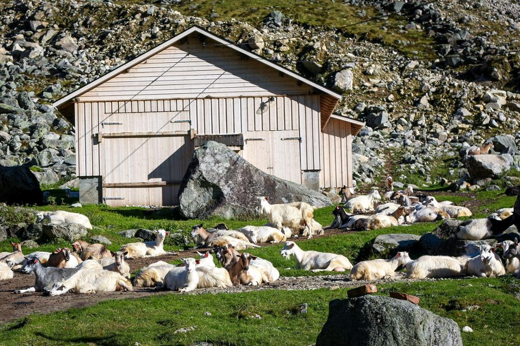 Hei på deg sier geita