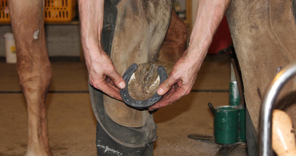 A farrier is adapting a shoe for a horse. Photo.