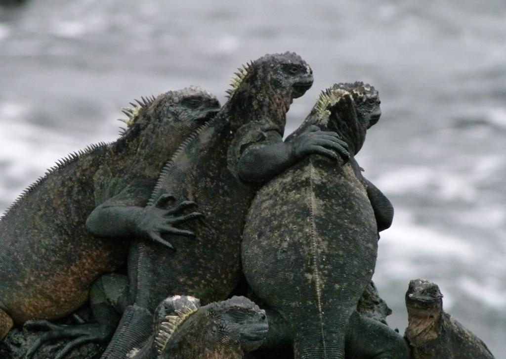 Tre iguaner som holder omkring hverandre. Foto.