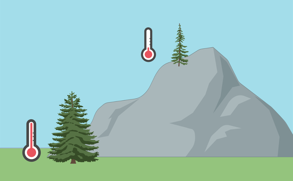 Et grantre står ved foten av et fjell. Et termometer viser at det er høy temperatur. Treet er stort og fyldig. Et annet grantre står på toppen av fjellet. Et termometer viser at det er kaldt. Treet er tynt og pjuskete. Illustrasjon.