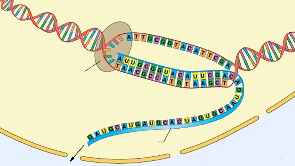 RNA blir dannet i cellekjernen med DNA som oppskrift. Illustrasjon.